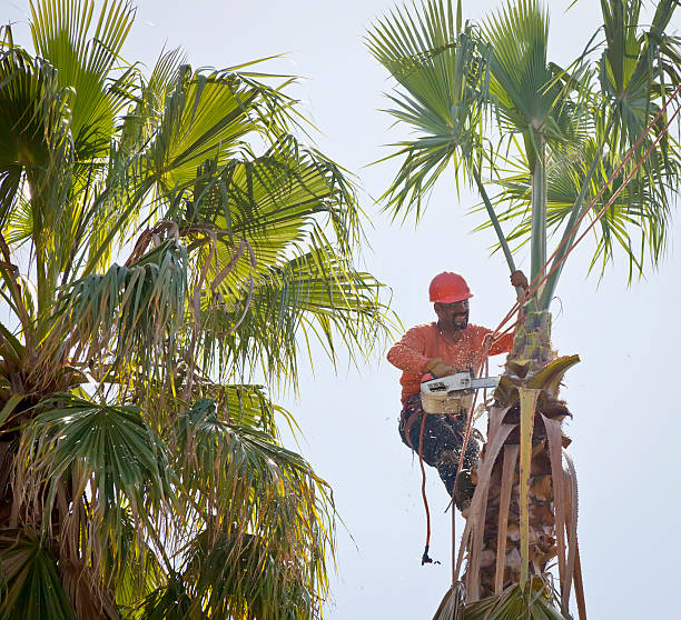 Best Dead Tree Removal  in Moose Lake, MN